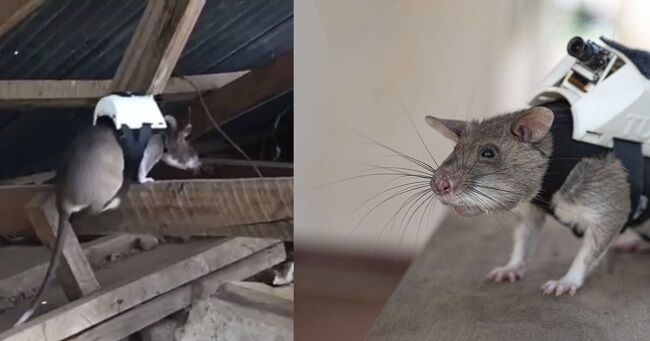 「レスキューネズミ」が災害現場で人を探すように訓練されています！ (3枚の写真とビデオ ）