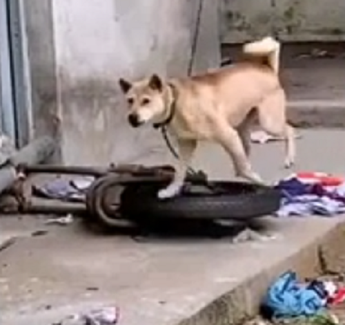 かわいそうな犬がバイクのタイヤをトレッドミルにして運動していた！　