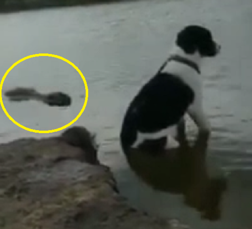 川に佇んでる犬が何かに襲われそうになるのをギリギリで回避した！ｗ