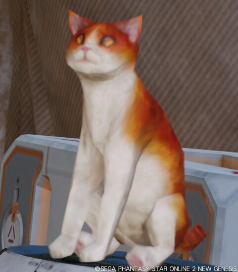 Pso2ngs話題 Ngsキャットに続きngs鳥が発見される どうぶつ ぷそファン Pso2ngs話題 Ngsキャットに続きngs鳥が発見される どうぶつ ぷそファン