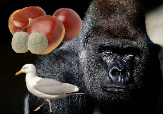 ファミリアユニゾン