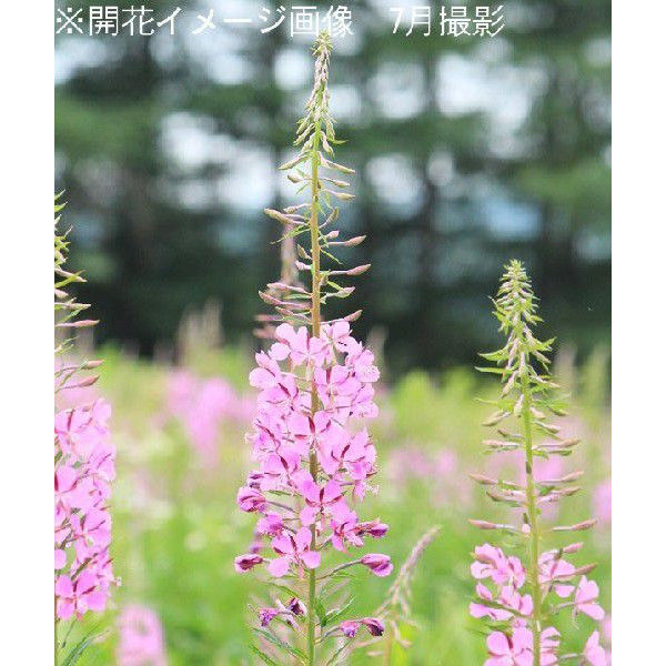 ヤナギラン 7月31日の誕生花 野山で群生して自然に花畑をつくるお花 Flower Magazine