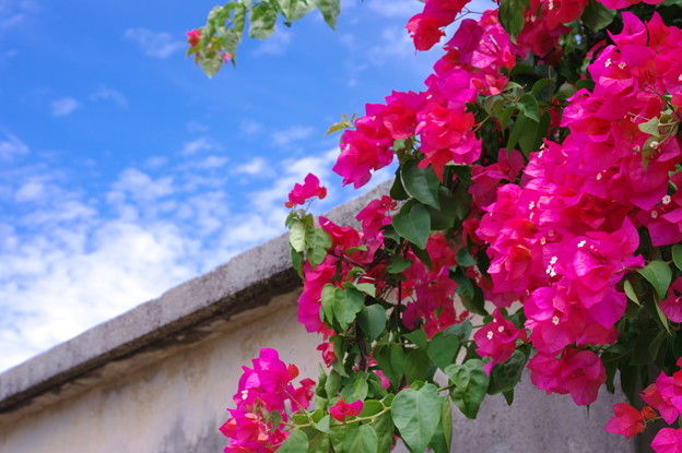 暑い夏にピッタリ ブーゲンビリア は７月日の誕生花 Flower Magazine