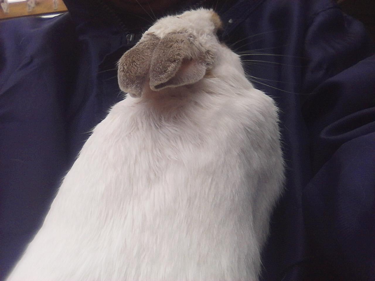 ブラッシングと爪切り うさ吉通信