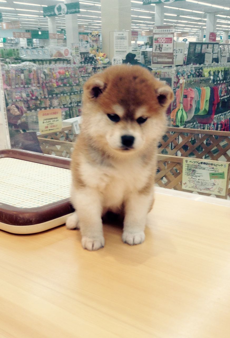 し しば犬 秋田犬 どっち ペットショップの日常 し しば犬 秋田犬 どっち ペットショップの日常