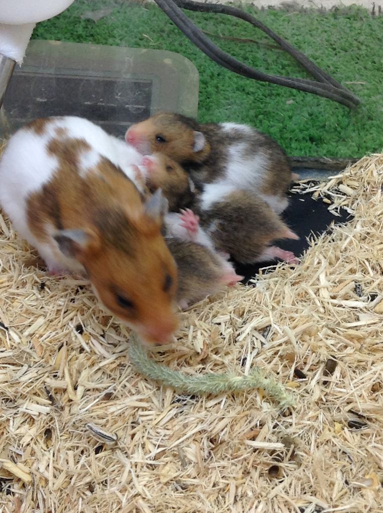 ゴールデンハムスターの赤ちゃんのデビュー決まりました ペットショップの日常 ゴールデンハムスターの赤ちゃんのデビュー決まりました ペットショップの日常