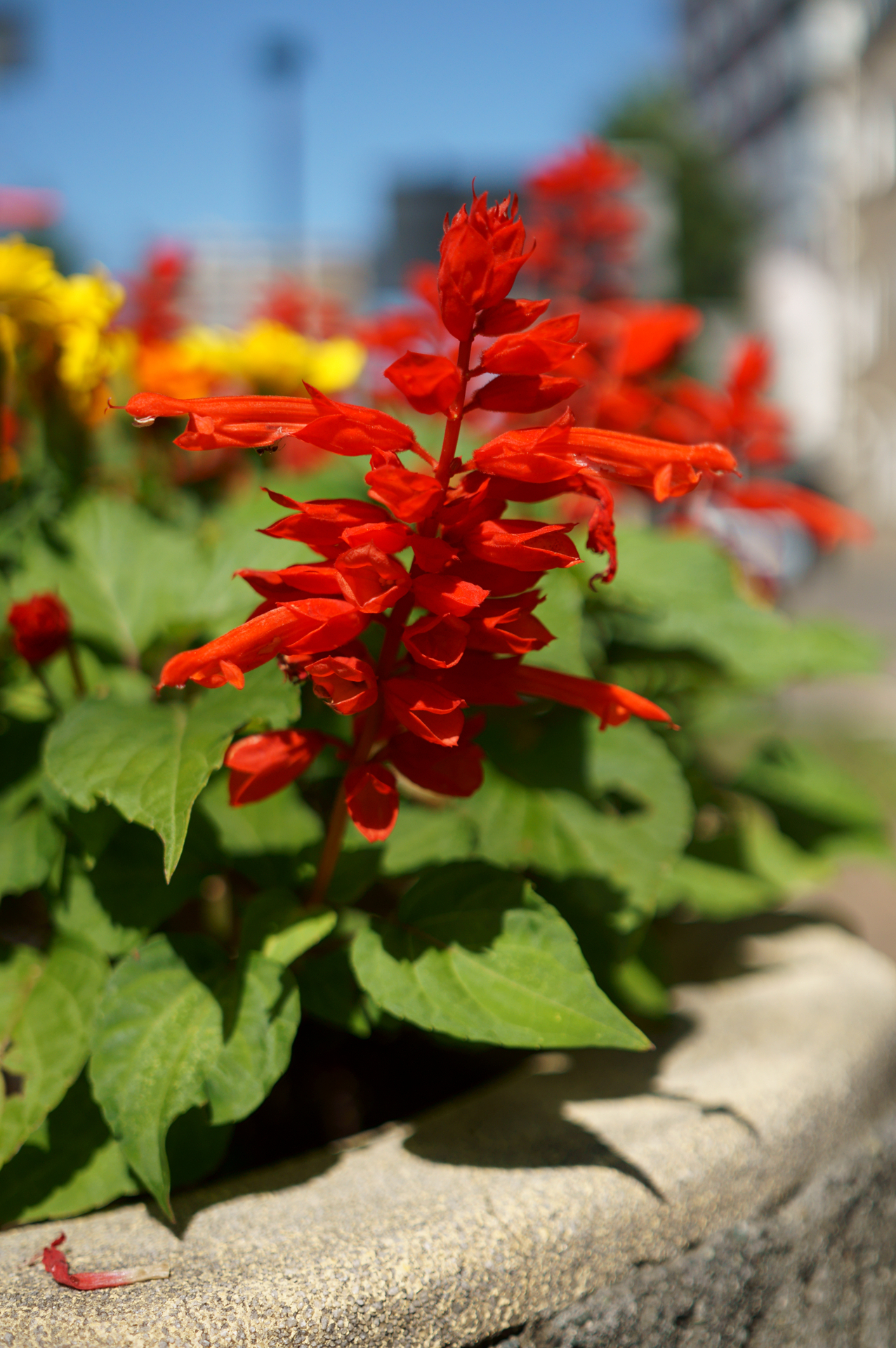 機材ノート】SIGMA 30mm F2.8 DN│Art : ヌルカメラ！