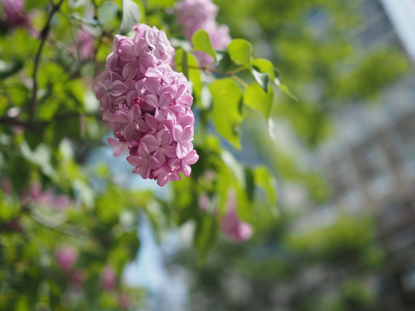 E-PL8】OLYMPUS M.ZUIKO DIGITAL 25mm F1.8 試写 : ヌルカメラ！