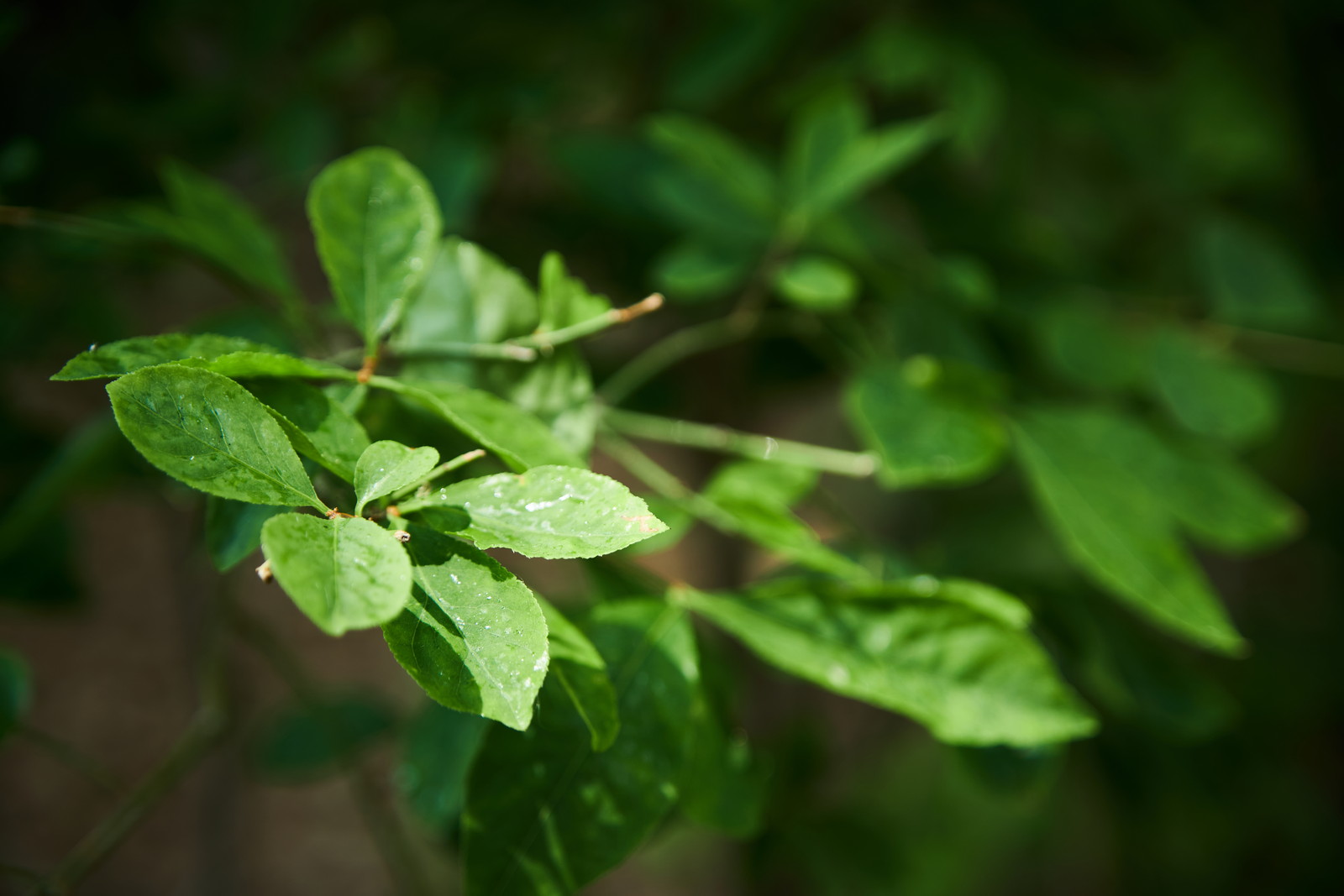 A6400 花 植物写真 桑園 ヌルカメラ