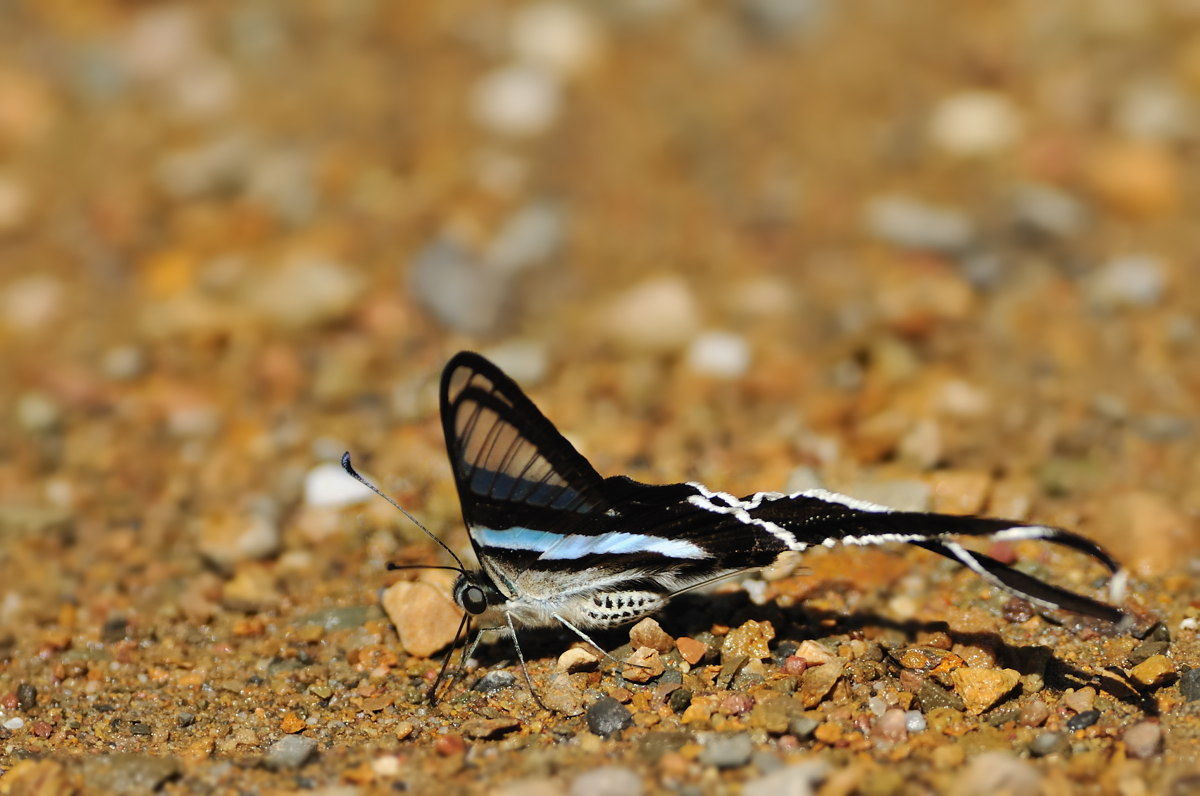 アオスソビキアゲハ Lamproptera Meges その4 寒季のぺブリのアゲハ蝶のポンピング その3 Naturing Thailand アオスソビキアゲハ Lamproptera Meges その4 寒季のぺブリのアゲハ蝶のポンピング その3 Naturing Thailand