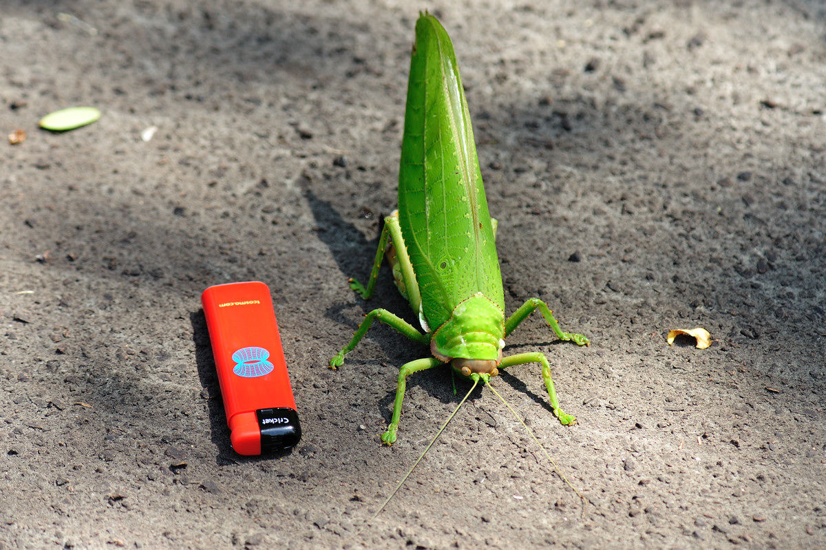 キリギリス MUSHI5]LR ジャイアントテキサスキリギリス（第5弾 001/064