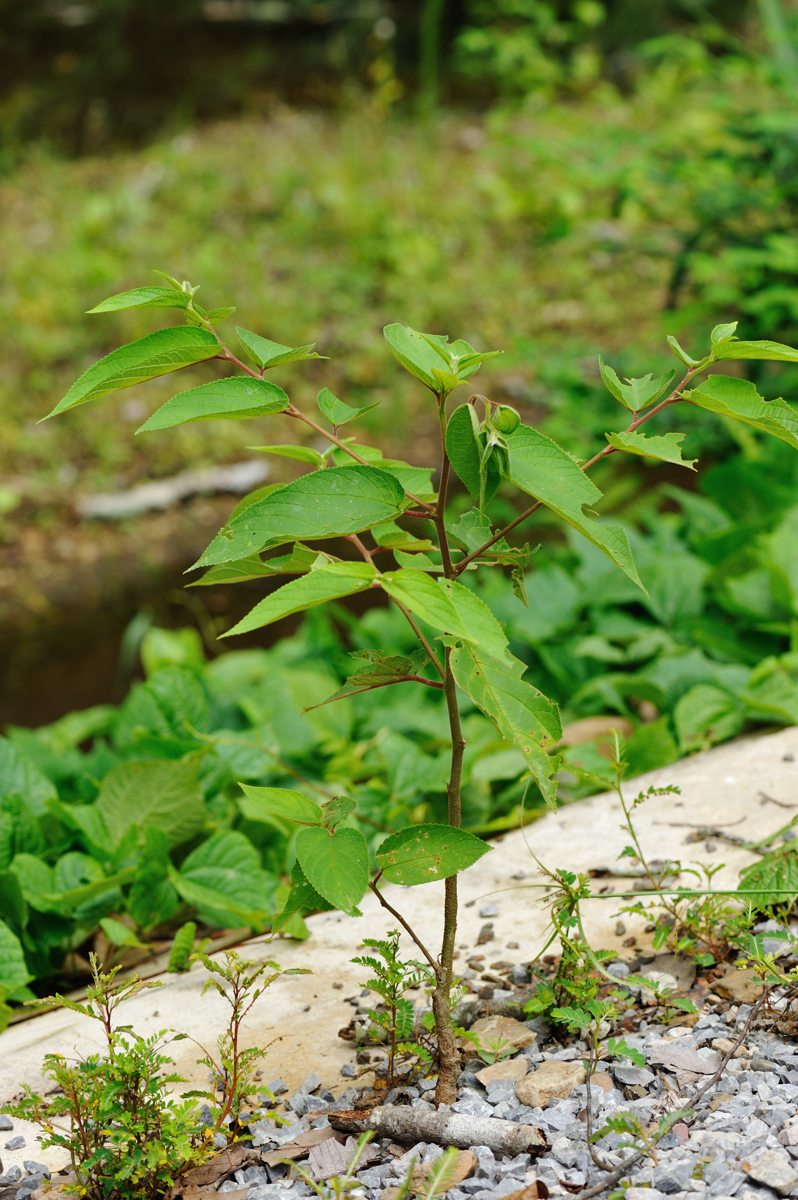 エグリゴマダラの幼虫と蛹 In Petchaburi Naturing Thailand エグリゴマダラの幼虫と蛹 In Petchaburi Naturing Thailand