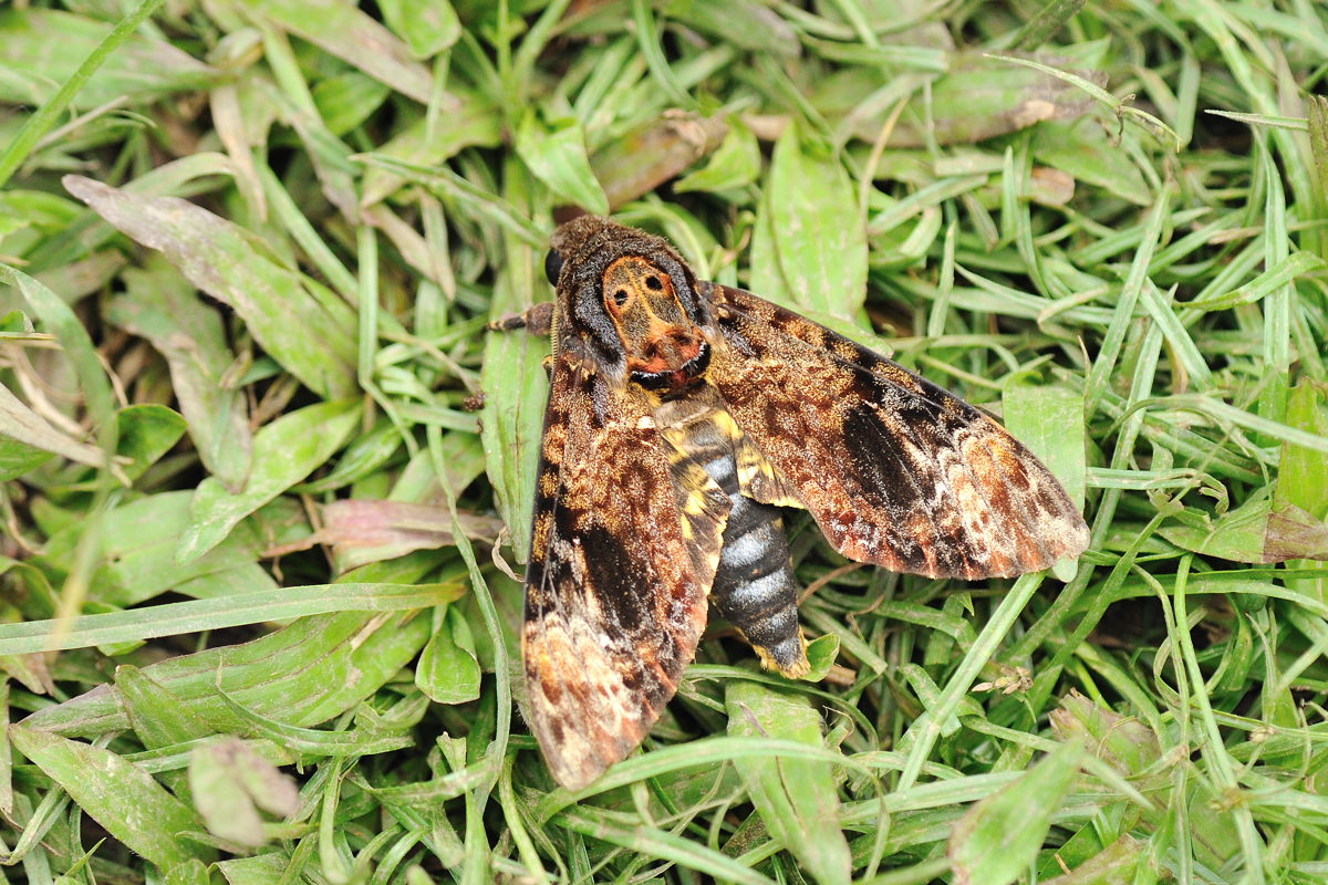 クロメンガタスズメ（国産） 【公式通販】