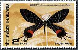 タイ産シボリアゲハ(Bhutanitis lidderdalii)の34年前の採集地と採集者