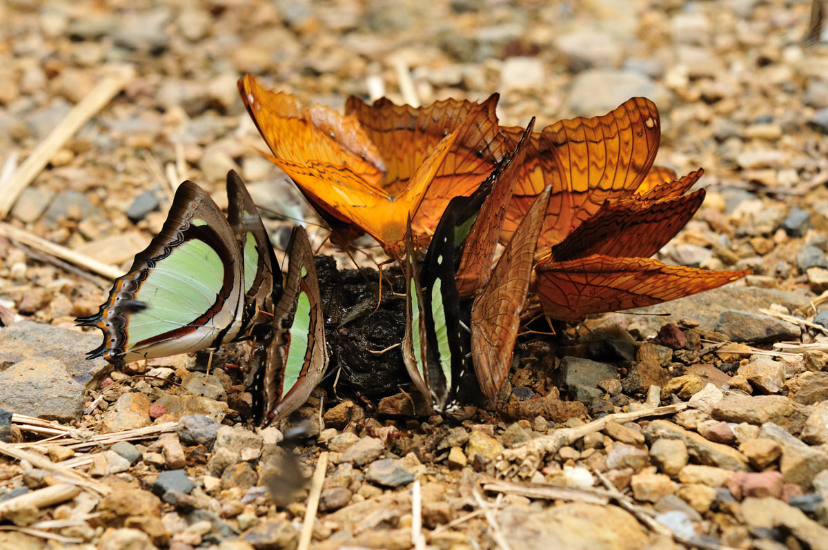 7月のぺブリ県のフタオチョウ6種 - フタオチョウ亜科その11 7月のぺブリ県のフタオチョウ6種 - フタオチョウ亜科その11