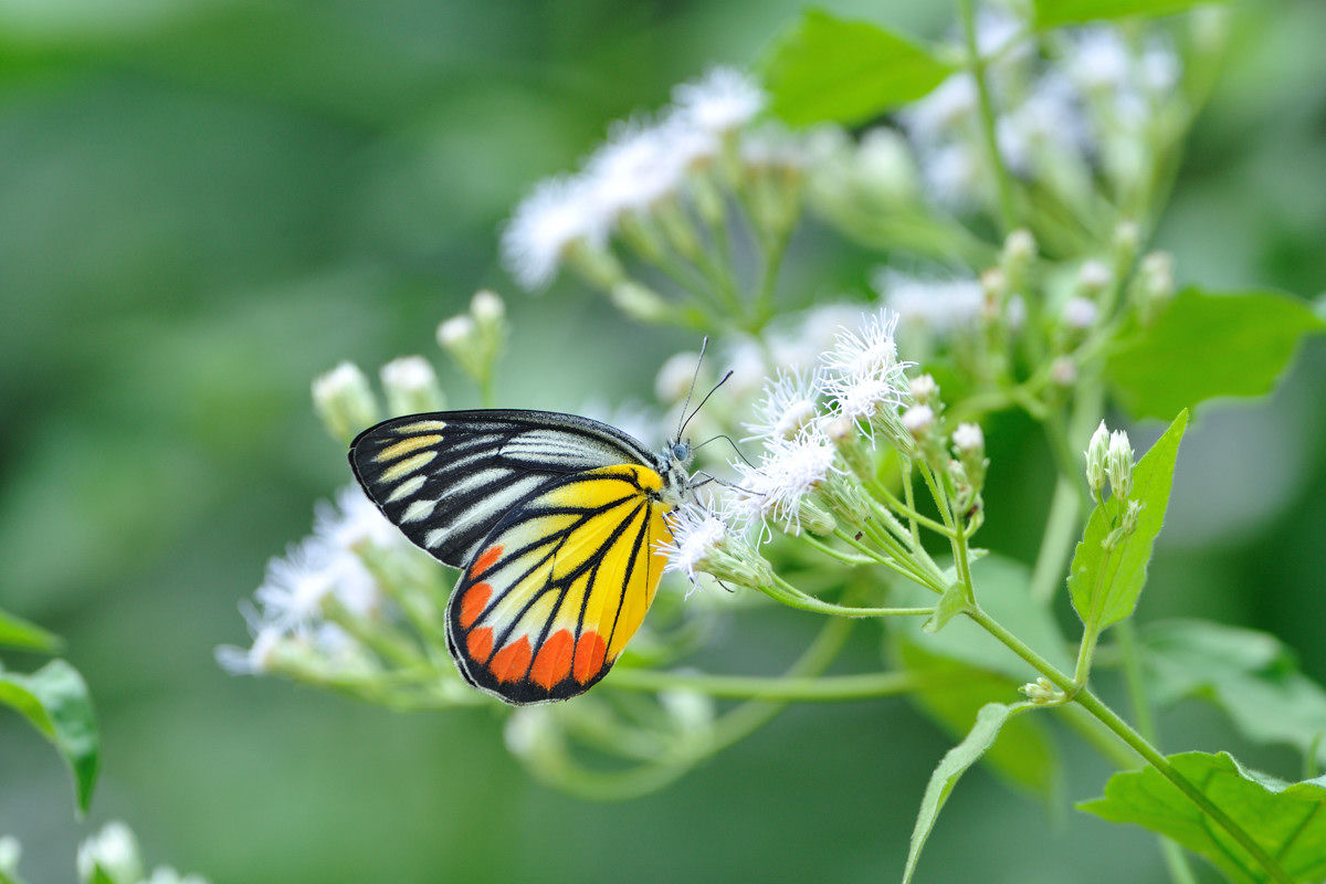 ベニモンシロチョウ - カザリシロチョウの仲間 : Naturing Thailand