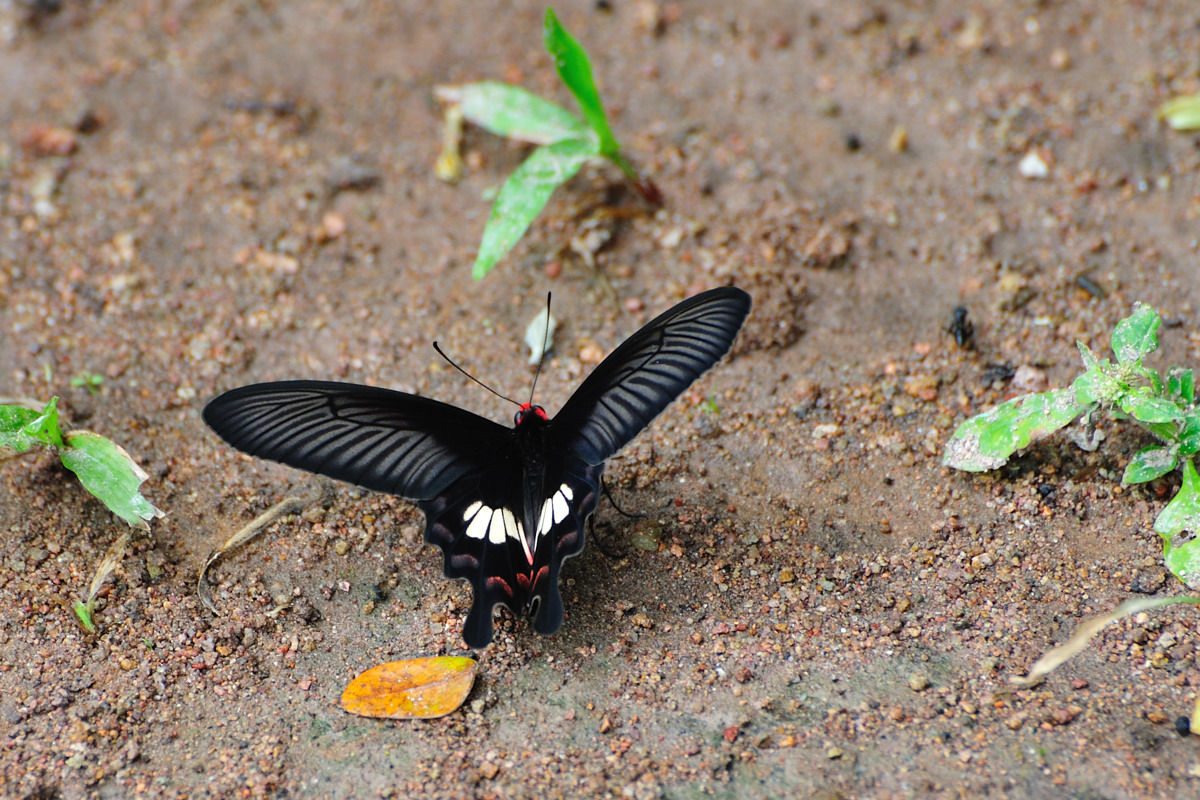 ベニモンアゲハ(Pachliopta aristolochiae) in Namtok Samlan NP 2009