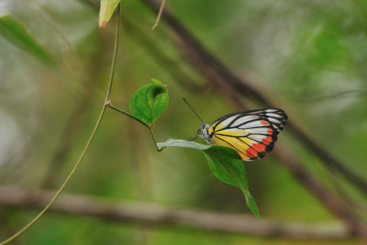 ベニモンシロチョウ - カザリシロチョウの仲間 : Naturing Thailand