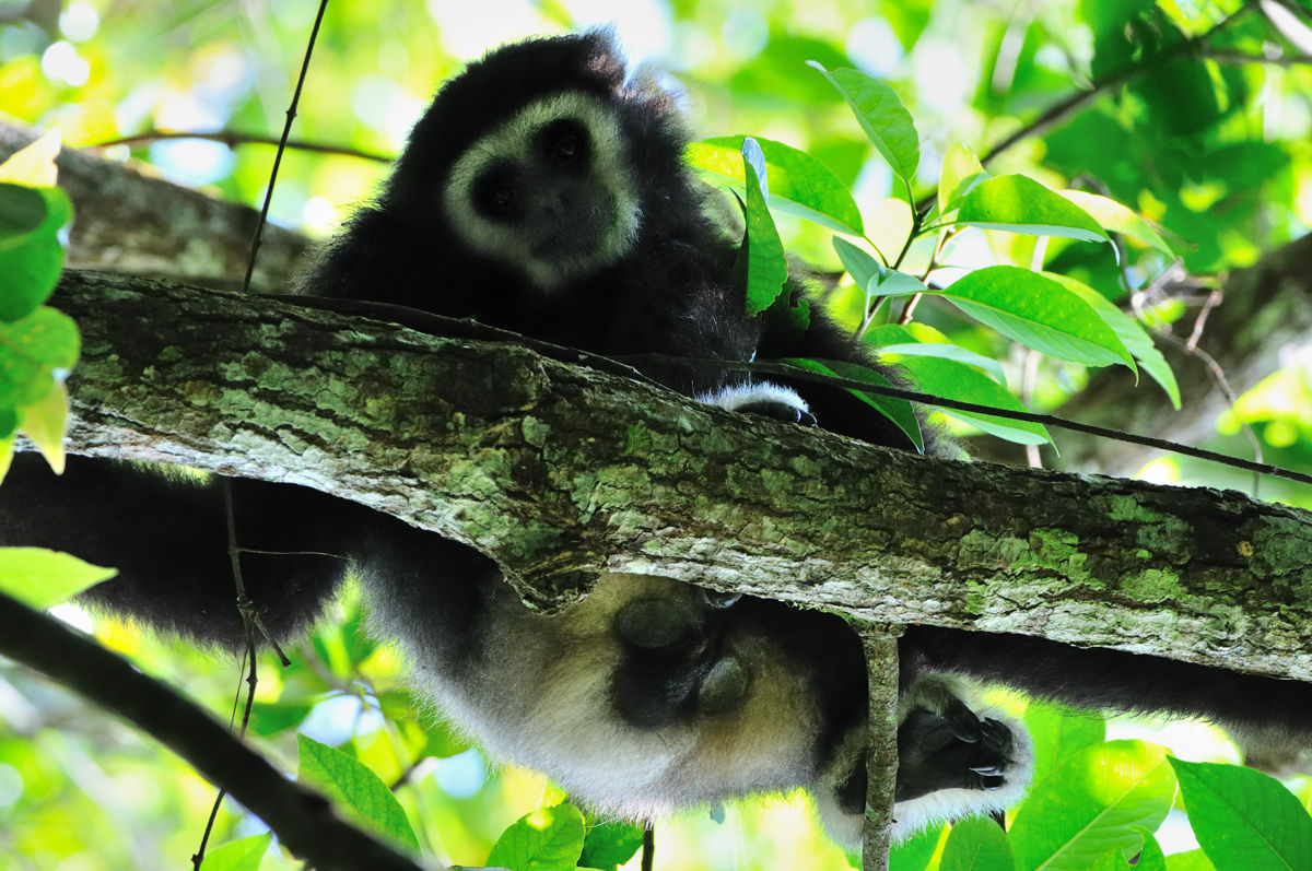 シロテテナガザル サルの仲間 その3 Naturing Thailand シロテテナガザル サルの仲間 その3 Naturing Thailand