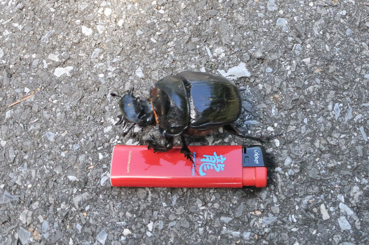 タイ産 ナンバンオオサマダイコクコガネ 59-63mm タイ産 ナンバンオオ