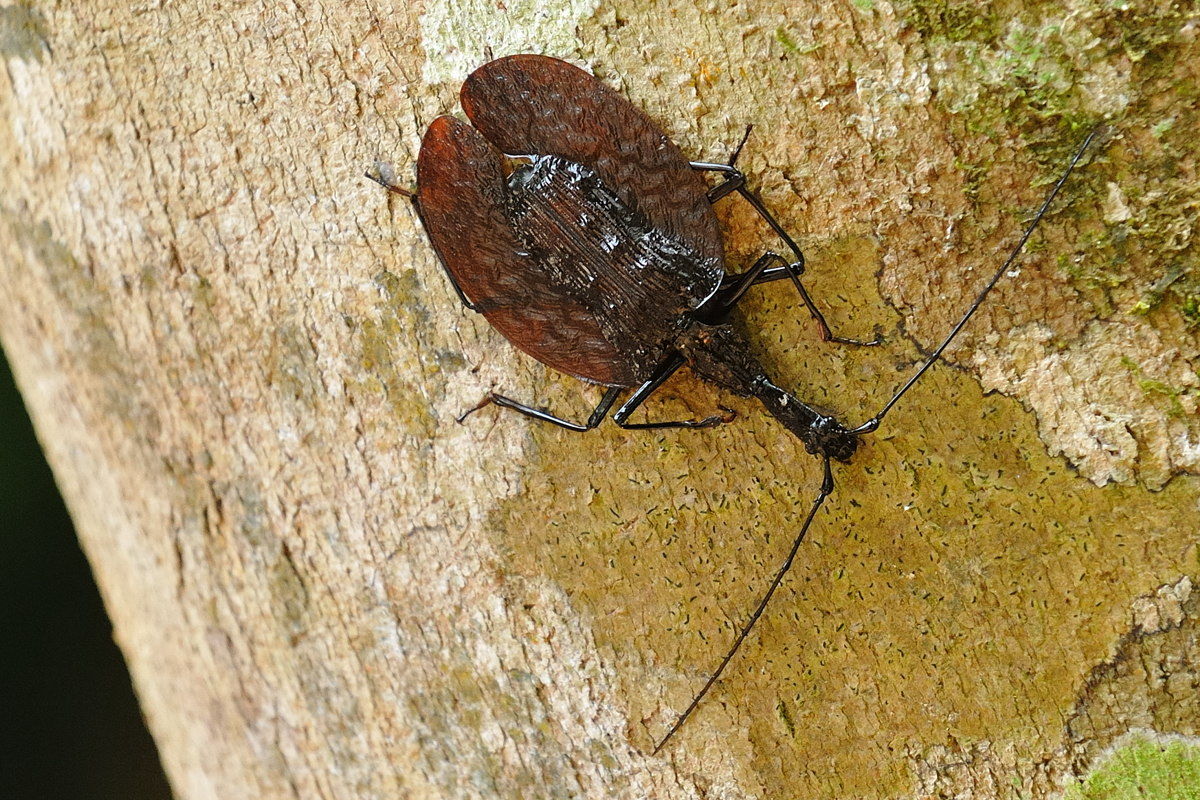 Naturing Thailand : バイオリンムシ