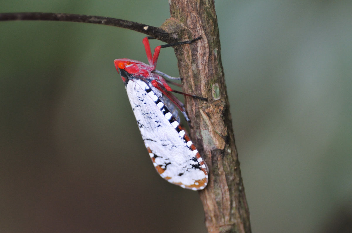 ウスベニハゴロモ ビワハゴロモの仲間その４ Naturing Thailand