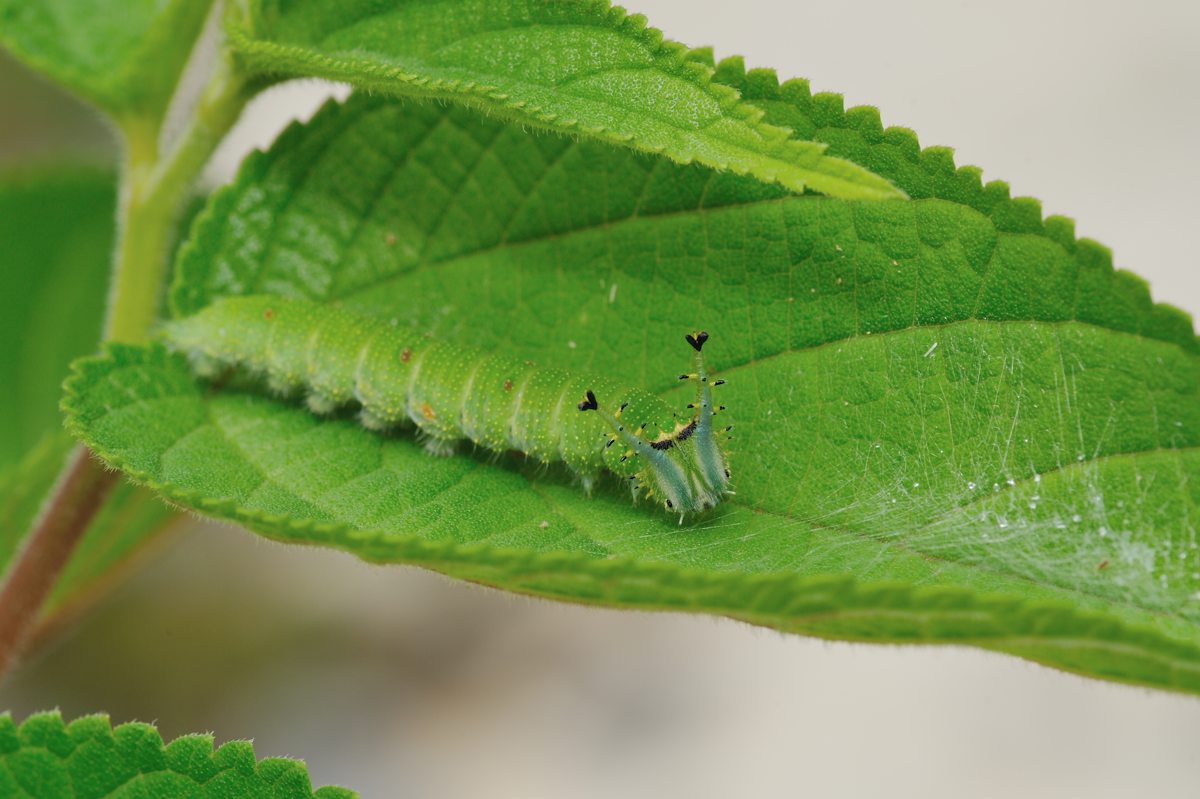 エグリゴマダラの幼虫と蛹 In Petchaburi Naturing Thailand エグリゴマダラの幼虫と蛹 In Petchaburi Naturing Thailand