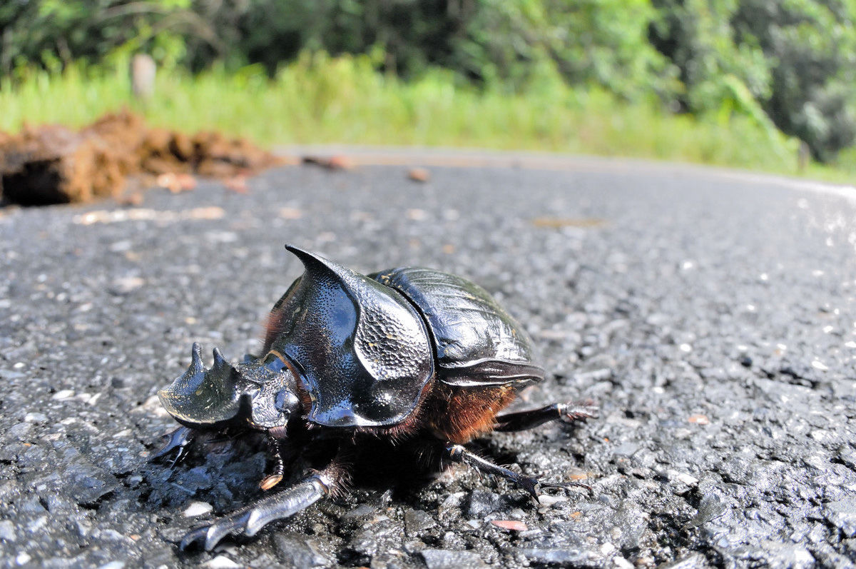 オウサマナンバンダイコクコガネ（オス） - Heliocopris in カオヤイ