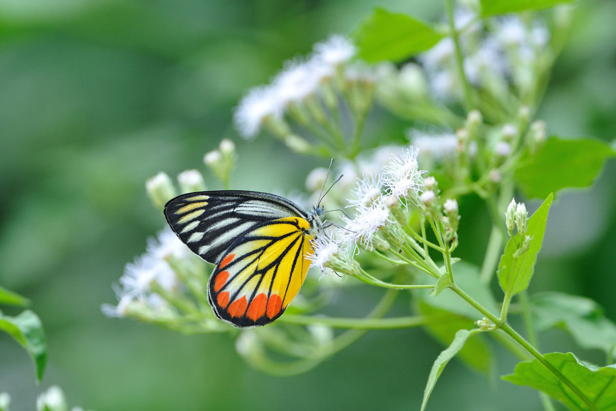 蝶標本　ベニモンカザリシロチョウ　ペア 蝶標本 ベニモンカザリシロチョウ ペア - メルカリ