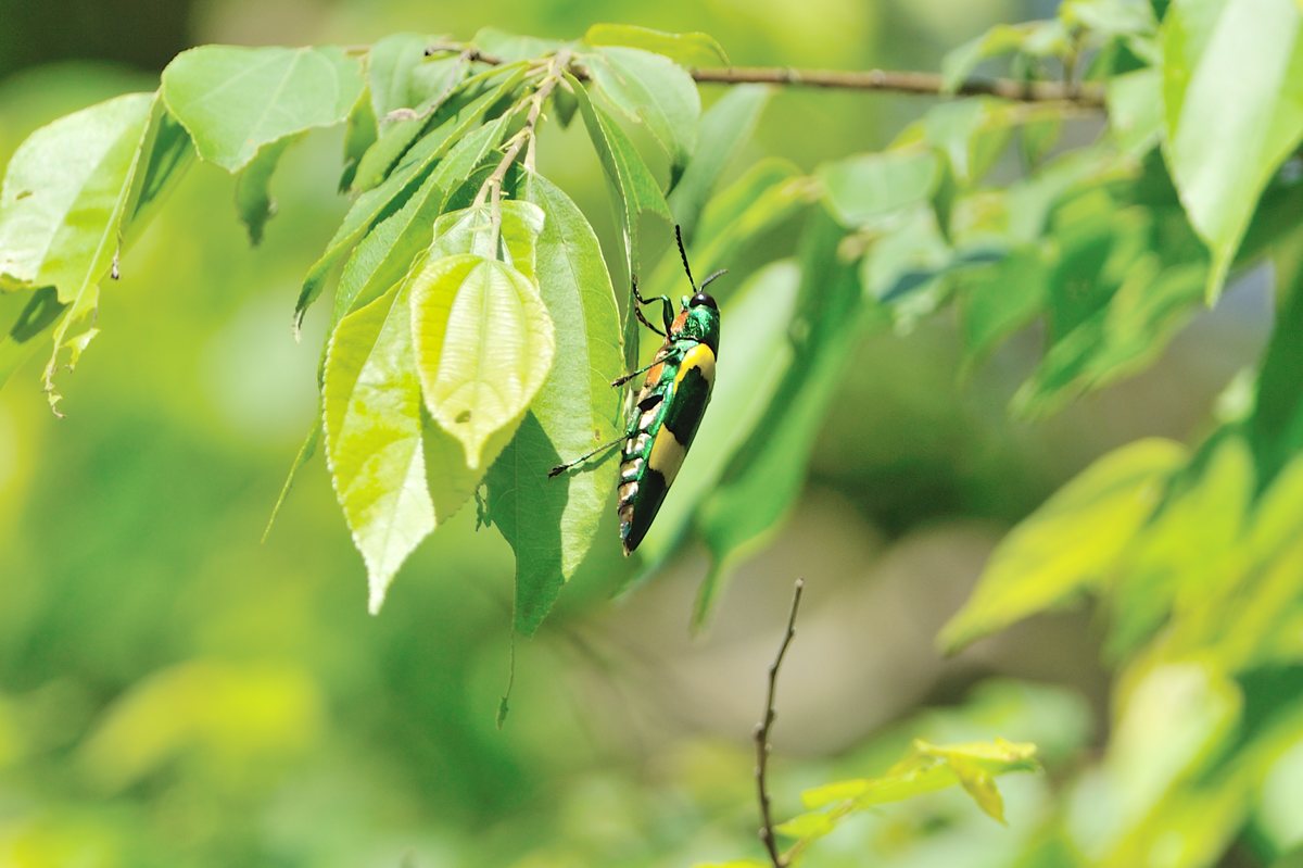 ルリオニカミキリ　標本 Yahoo!オークション - 【大型美麗種 】ルリオニカミキリの一種