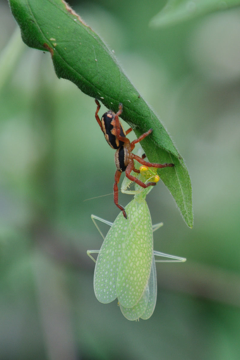 カゲロウカマキリ その１ Naturing Thailand