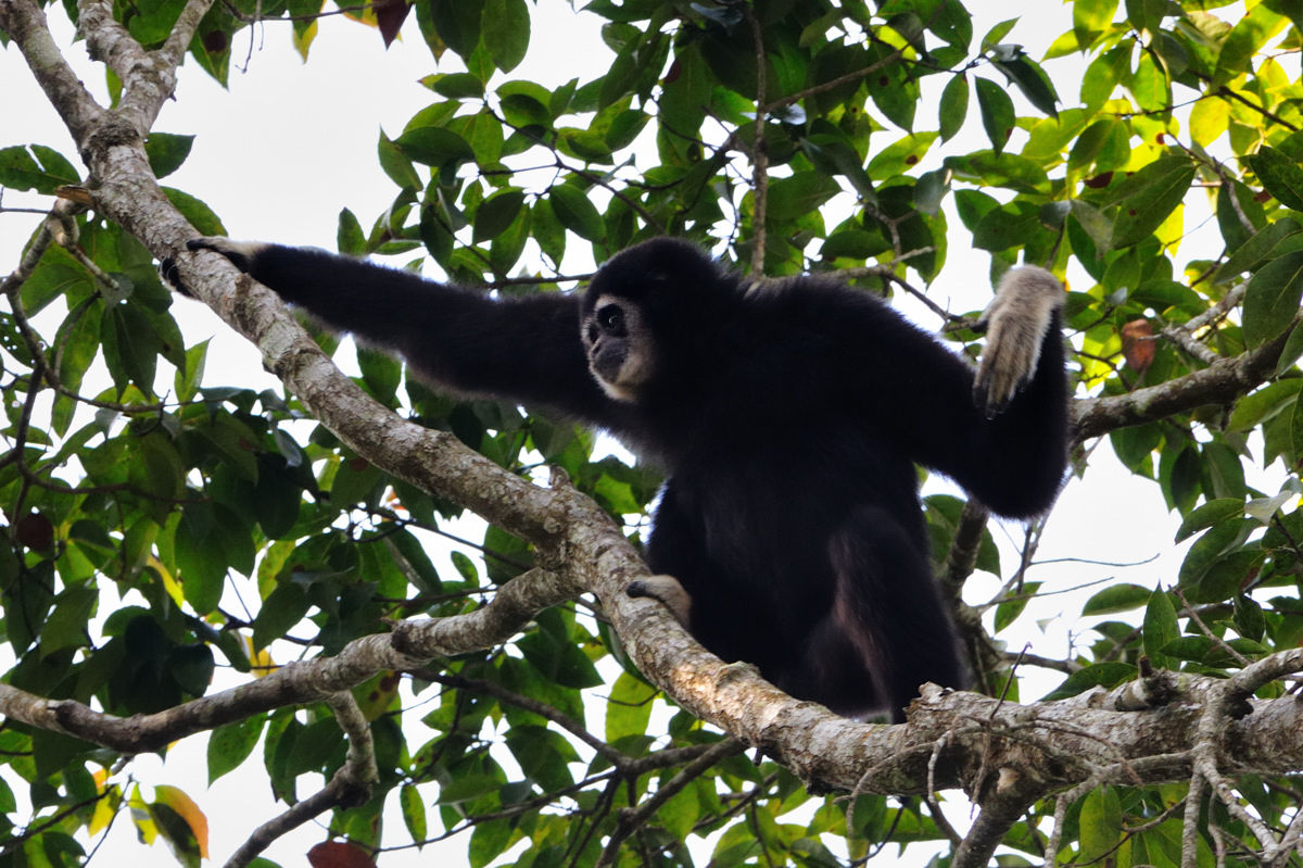 シロテテナガザル サルの仲間 その３ Naturing Thailand