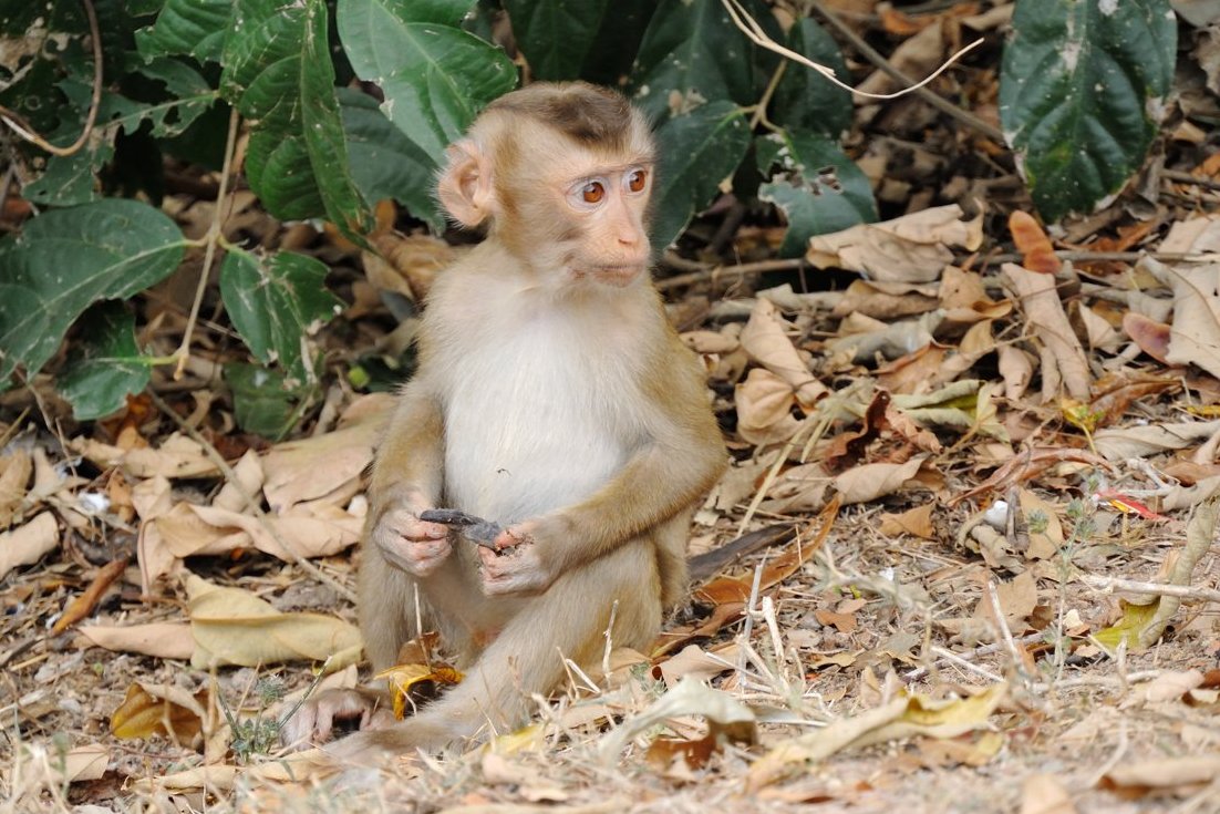 ブタオザル In Khao Yai その２ 幼児 Naturing Thailand