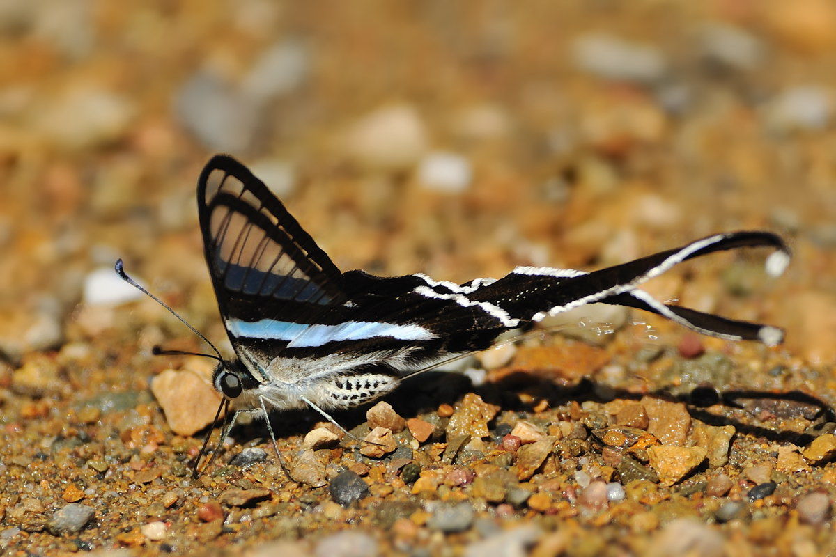 アオスソビキアゲハ Lamproptera Meges その4 寒季のぺブリのアゲハ蝶のポンピング その3 Naturing Thailand アオスソビキアゲハ Lamproptera Meges その4 寒季のぺブリのアゲハ蝶のポンピング その3 Naturing Thailand