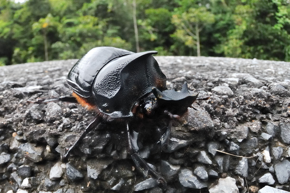 ナンバンダイコクコガネのオス3個体 - Heliocopris in カオヤイ