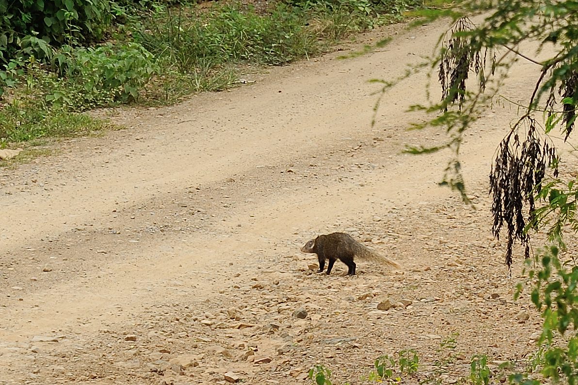 カニクイマングース Naturing Thailand カニクイマングース Naturing Thailand