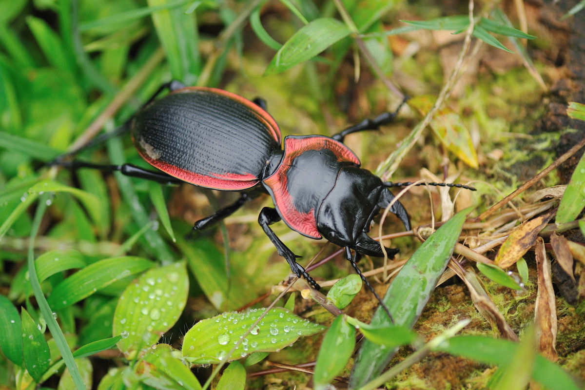 標本 アカヘリエンマゴミムシ ドイツ箱 標本 アカヘリエンマゴミムシ 若けれ ドイツ箱