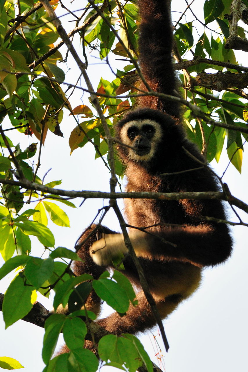 シロテテナガザル サルの仲間 その３ Naturing Thailand