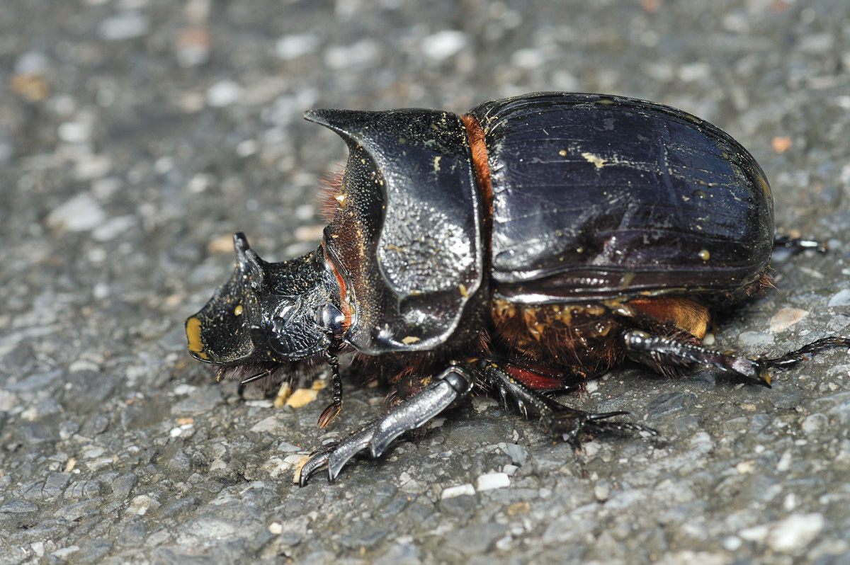 オウサマナンバンダイコクコガネ（オス） - Heliocopris in カオヤイ