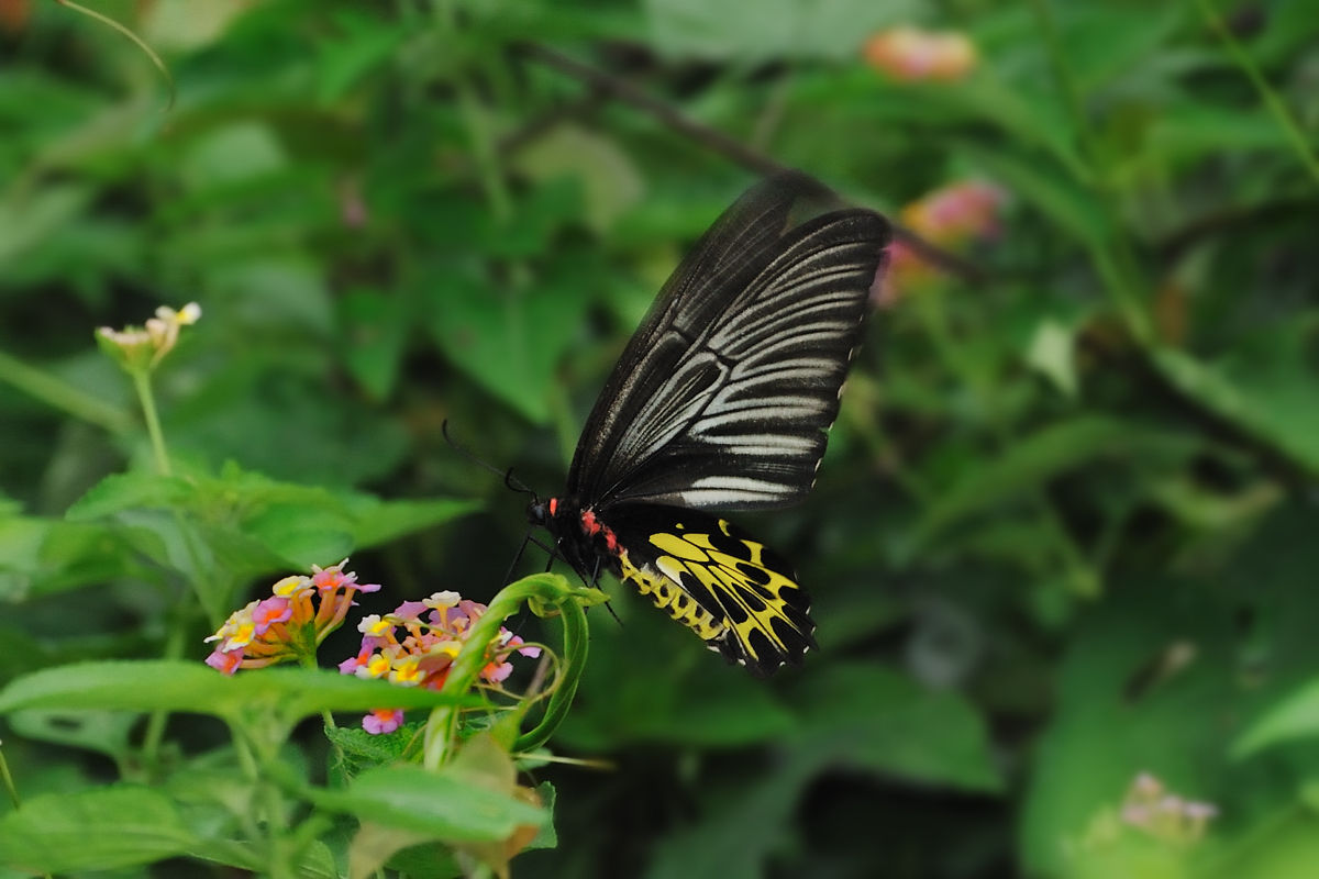 キシタアゲハその1（メス） - アゲハチョウ科その48 : Naturing Thailand