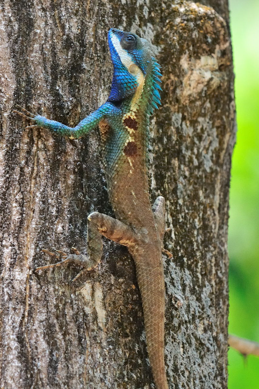 カロテスの仲間その3 Naturing Thailand カロテスの仲間その3 Naturing Thailand