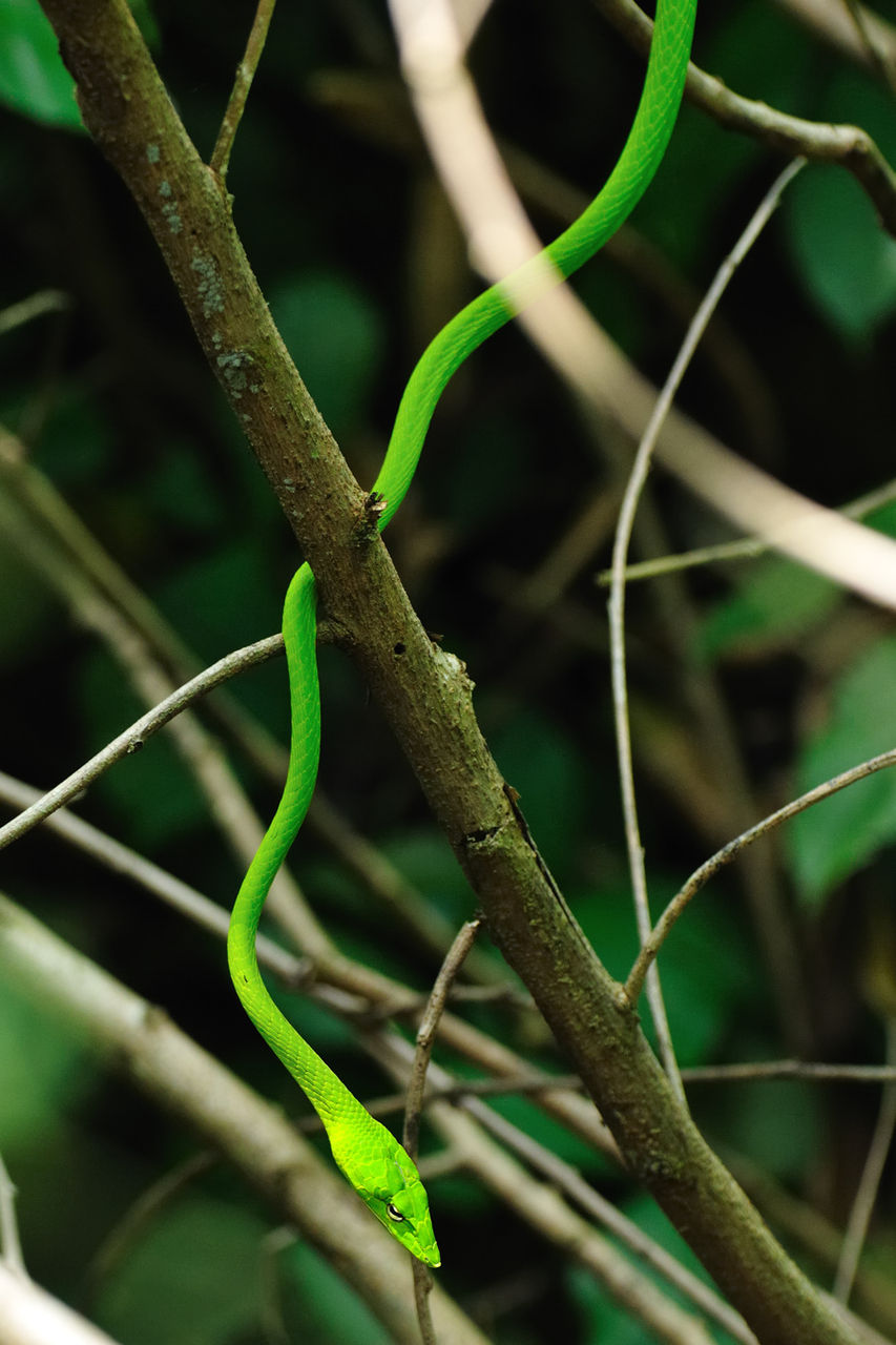 ７月の爬虫類 ぺブリ県 Naturing Thailand