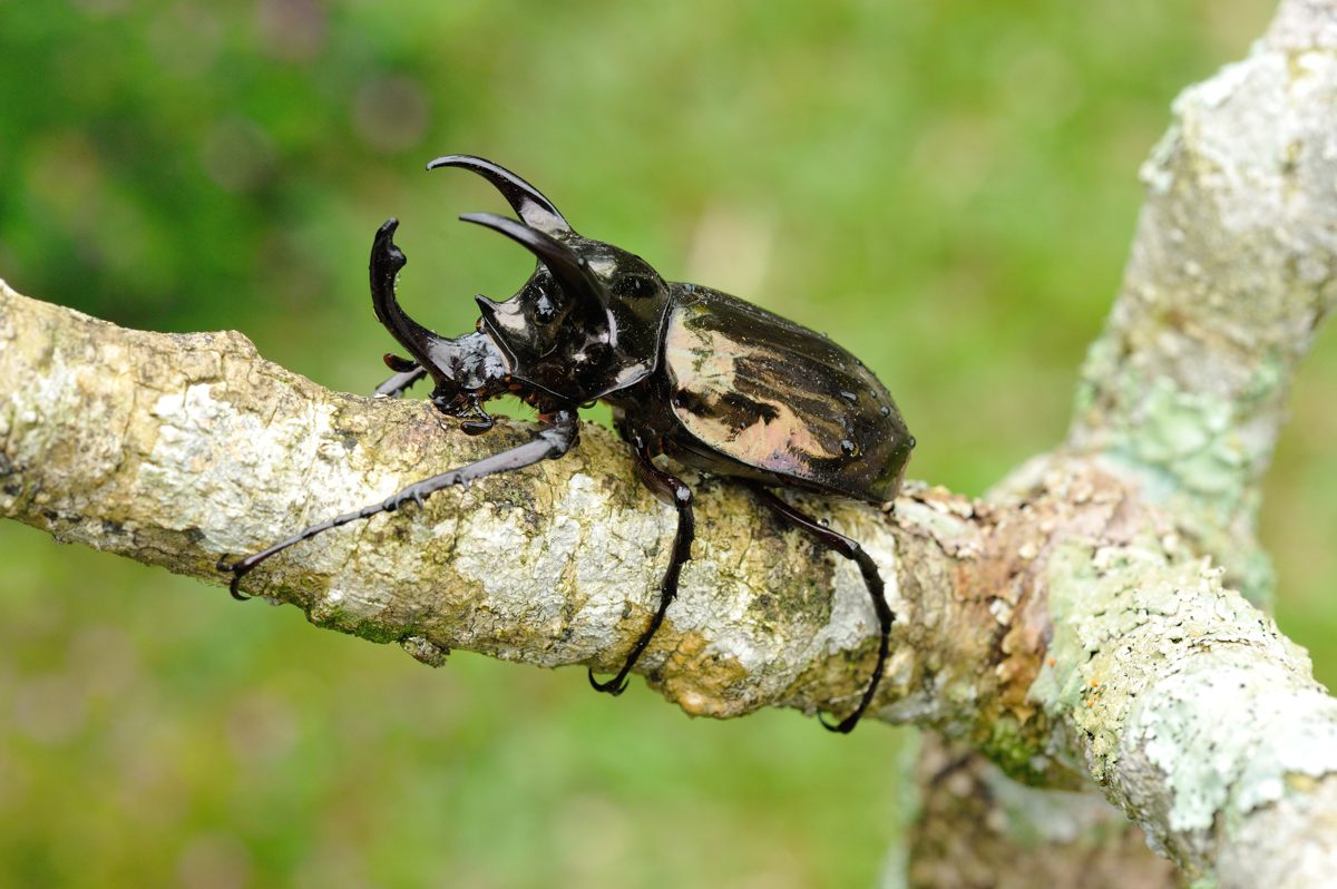 アトラスオオカブト その7 - Khao Yai 2012 : Naturing Thailand