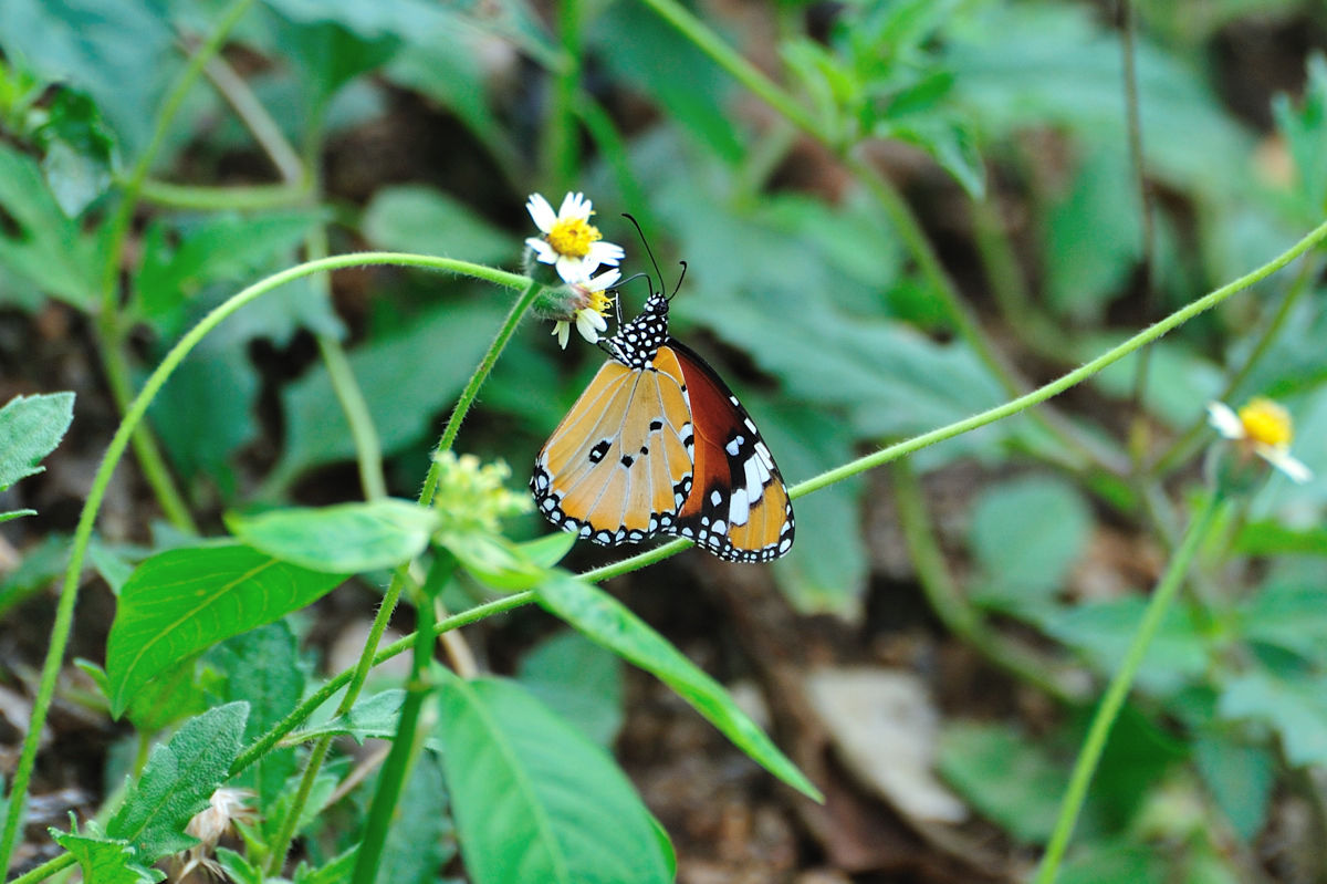 マダラチョウ亜族 Danaina Vol 3 カバマダラの仲間 Naturing Thailand