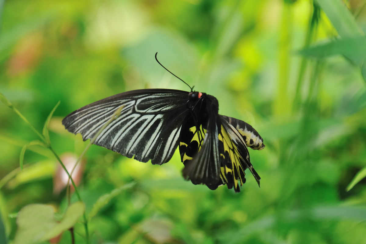 キシタアゲハその1（メス） - アゲハチョウ科その48 : Naturing Thailand