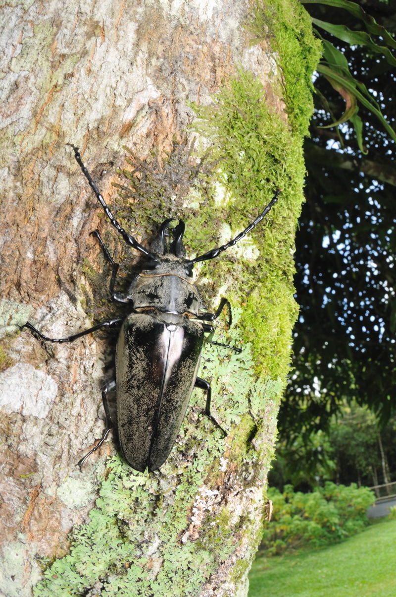 特大 タテヅノクワガタモドキ ♂82.3㎜A-+♀77.5㎜A- ベトナム 標本 タテヅノクワガタモドキ Autocrates aeneus 色々な虫を混ぜこぜにした