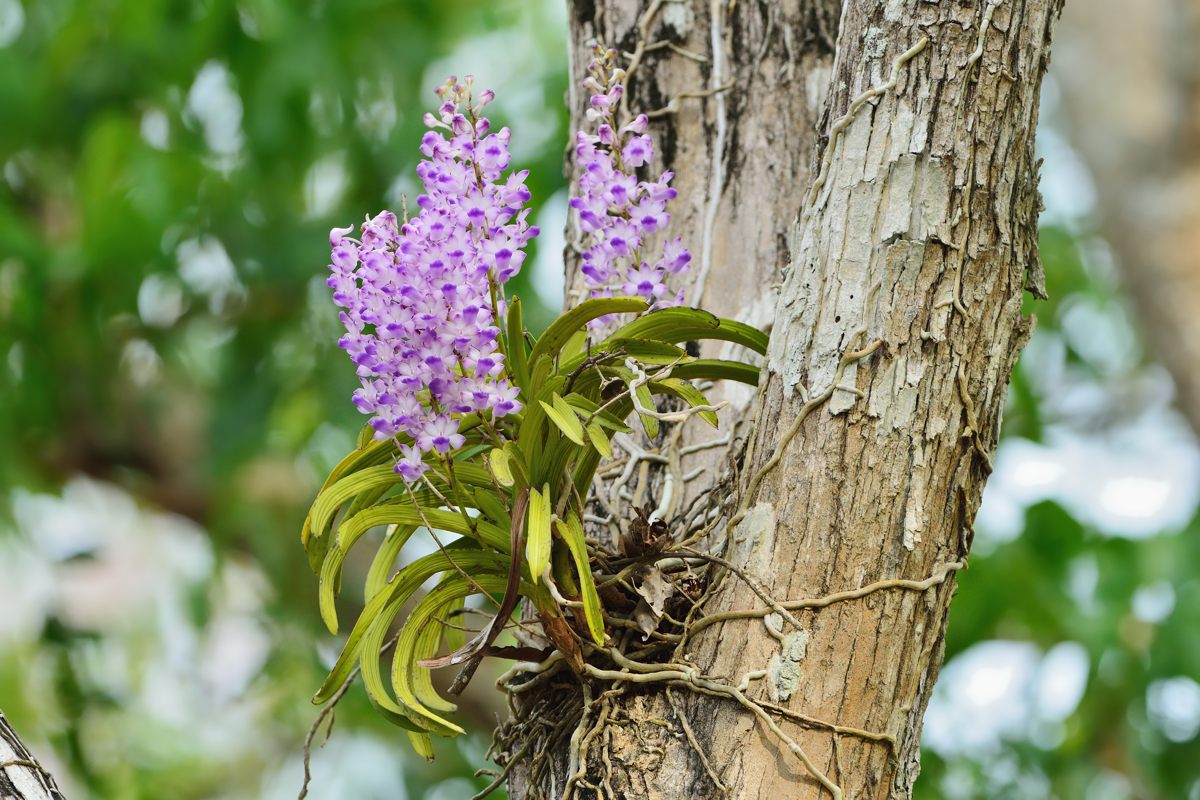 Rhynchostylis Coelestis 野生の着生ラン In Petchaburi Naturing Thailand Rhynchostylis Coelestis 野生の着生ラン In Petchaburi Naturing Thailand