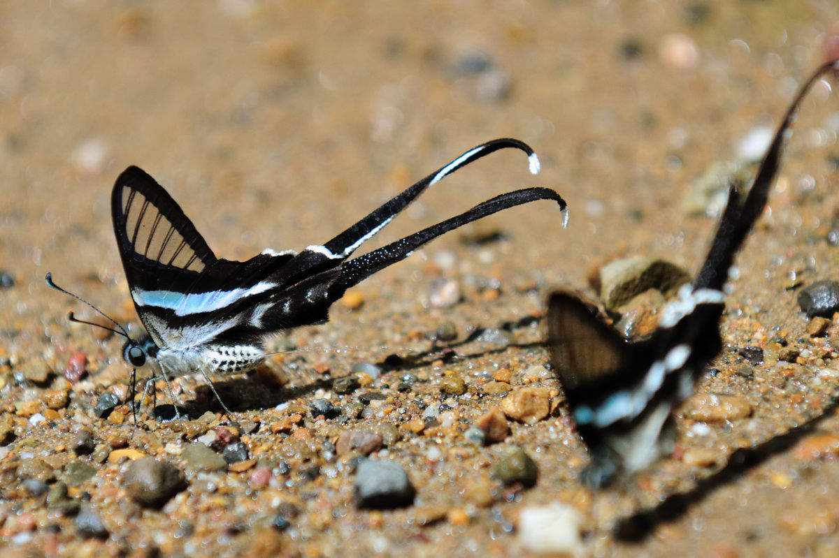 アオスソビキアゲハ Lamproptera Meges その２ アゲハチョウ科その３4 Naturing Thailand
