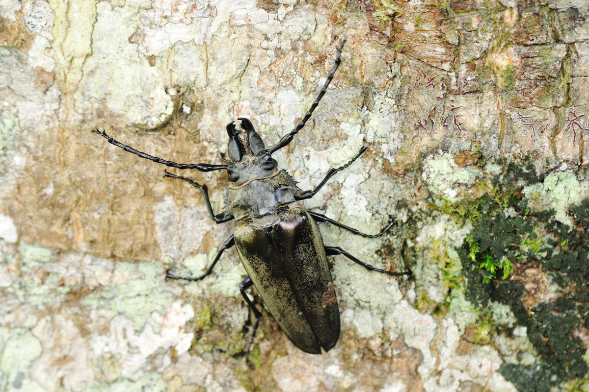タテヅノクワガタモドキ in Khao Yai NP : Naturing Thailand