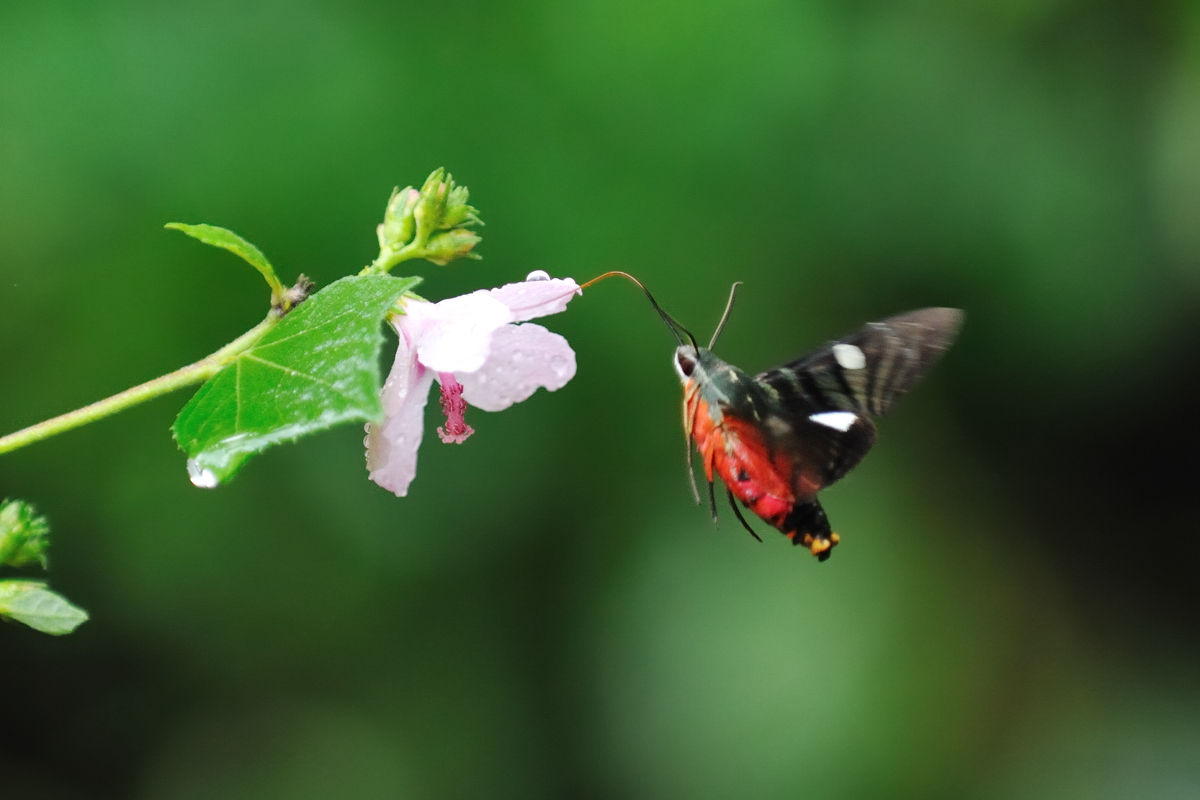 鮮紅色のホウジャクの仲間 蛾 その7 Naturing Thailand 鮮紅色のホウジャクの仲間 蛾 その7 Naturing Thailand